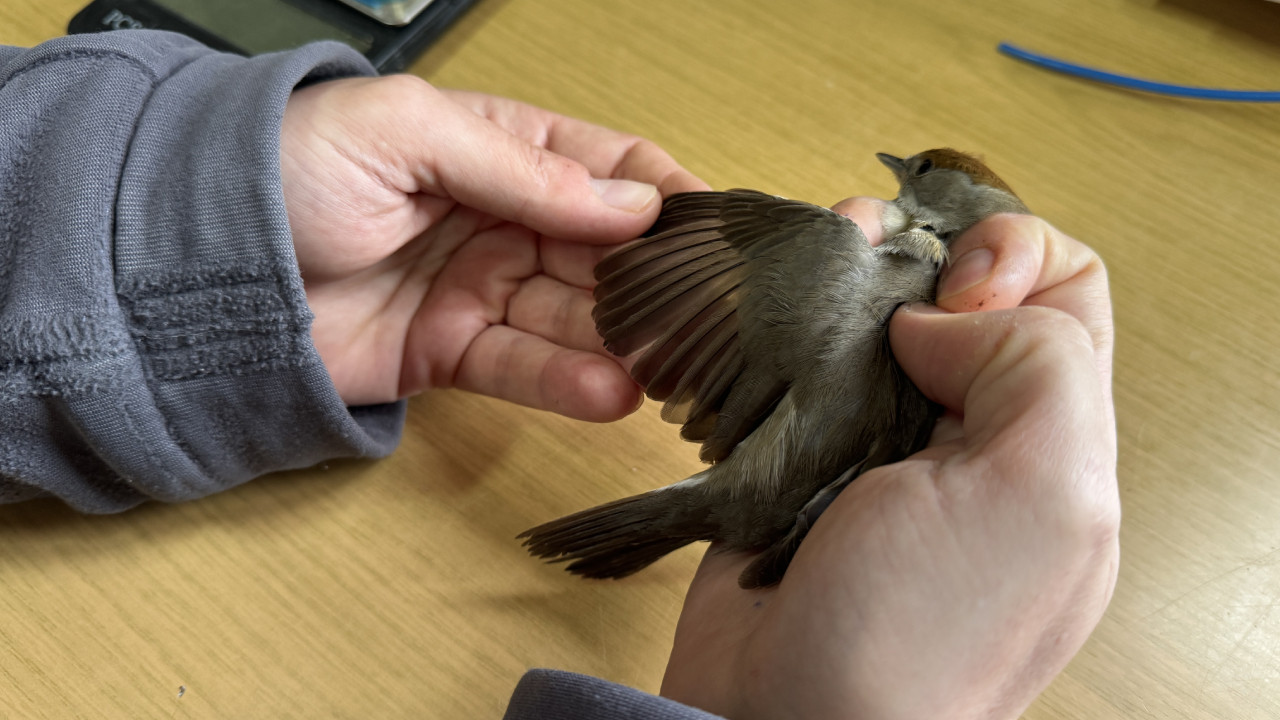 Kızılırmak Deltası'nda 22 yılda 200 binin üzerinde kuş halkalandı
