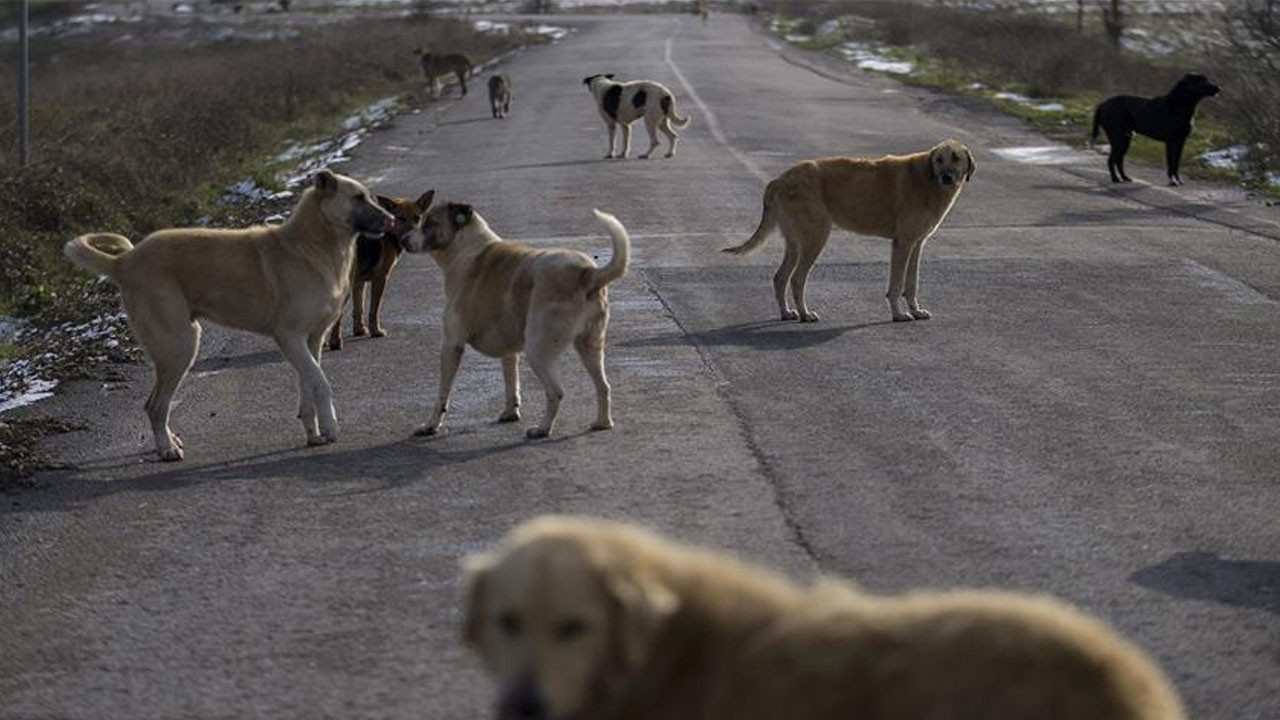 Kulis: Erdoğan'dan 'sokak köpeği' toplantısı