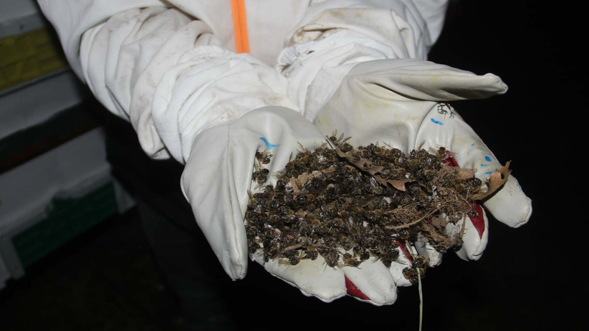 Çanakkale'de toplu arı ölümleri: 'Bu basit bir şey değil'