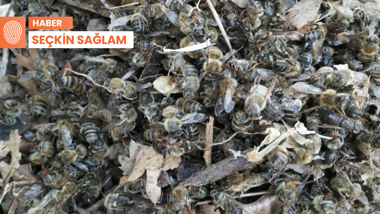 Bayramiç'te arı ölümleri: 'Drone ilaçlaması sebep oldu'