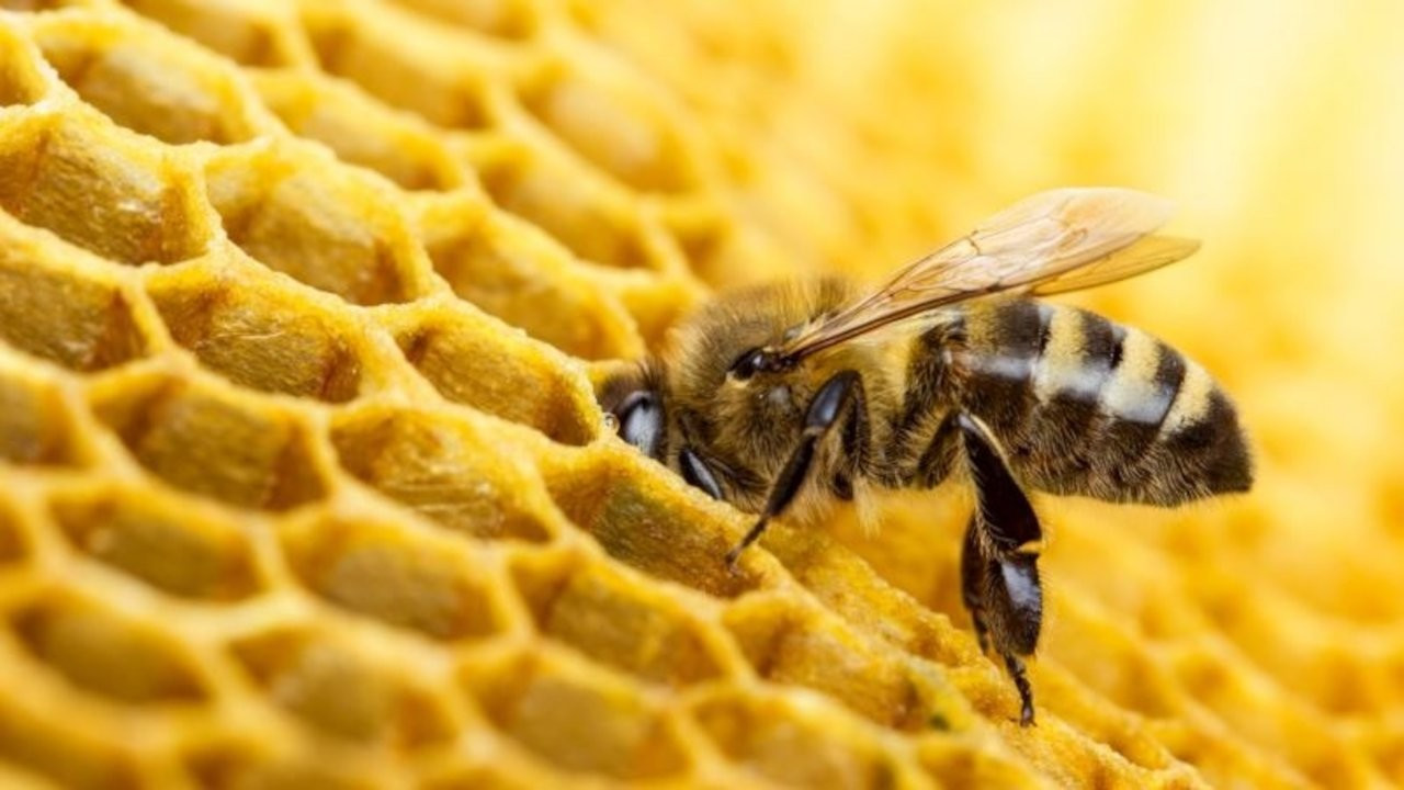 Çanakkale'de toplu arı ölümleri yaşanıyor