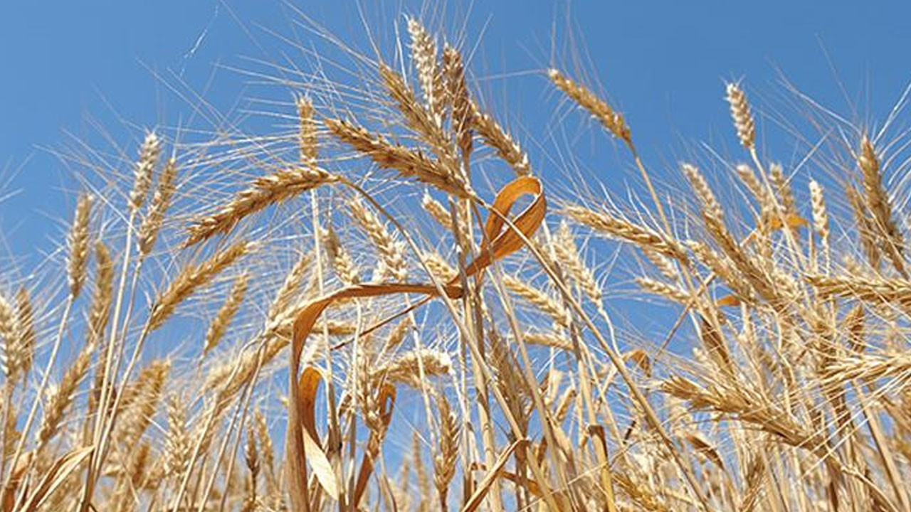 Buğday fiyatları ne zaman açıklanacak?