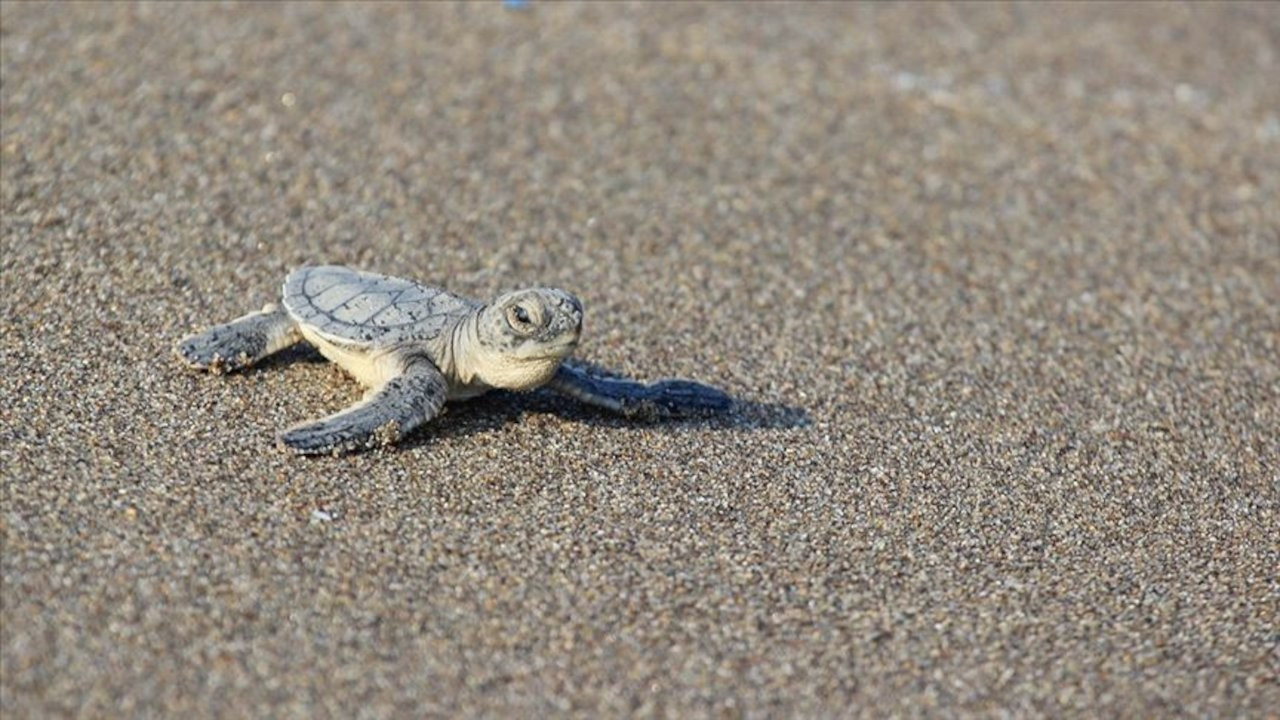 İklim değişikliği, deniz kaplumbağalarının cinsiyetlerini etkiliyor