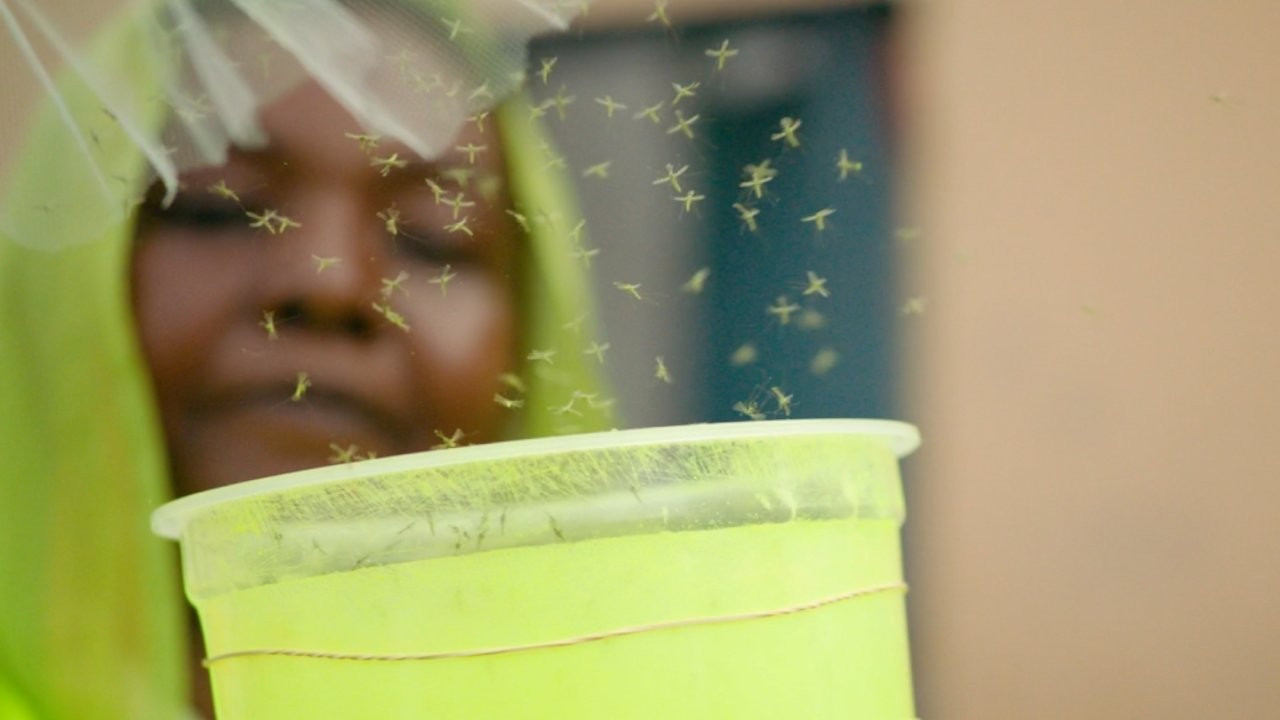 Genetiği değiştirilmiş 'dost canlısı' sivrisinekler doğaya salındı