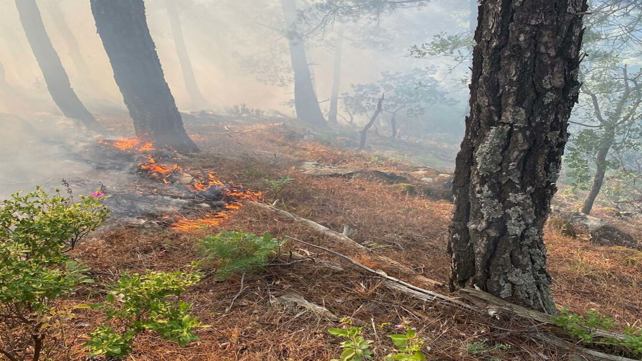 Balıkesir'de orman yangını: 1 hektarlık alan zarar gördü