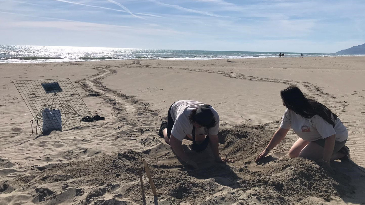 Patara kumsalındaki caretta caretta yuvalarında rekor kırıldı