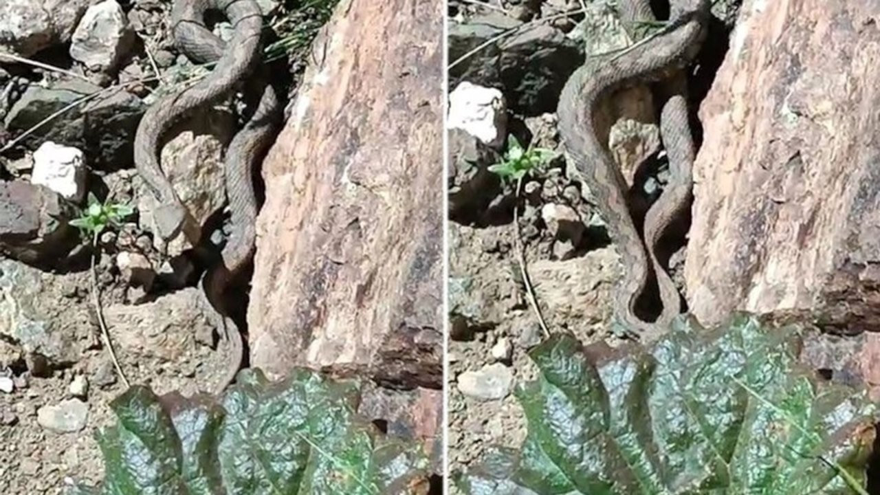 Türkiye'nin en zehirli yılanı ilk kez görüntülendi