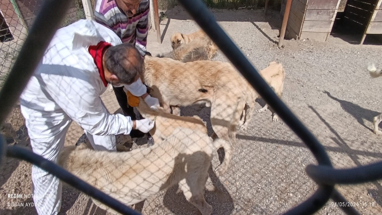 Bismil Belediyesi bünyesinde sokak hayvanları için birim kuruldu