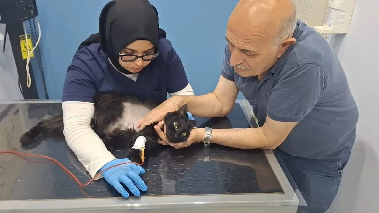 Karın boşluğunda biriken kan vücuduna nakledilen kedi kurtuldu