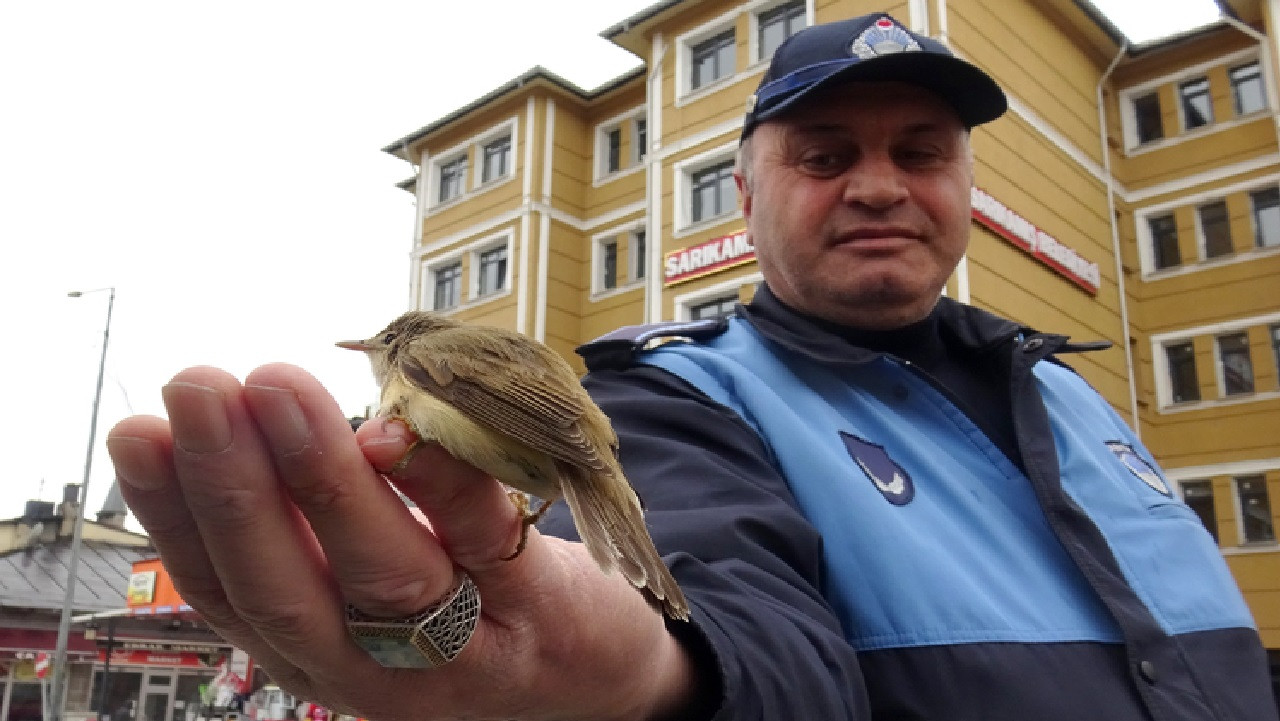 Kars'ta zabıtanın bulduğu kamışçın kuşu tedavi altına alındı