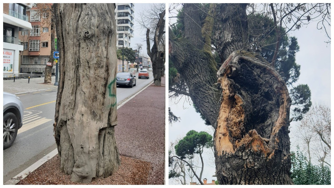 Kadıköy’deki hasta ağaçların yerine yenileri dikilecek