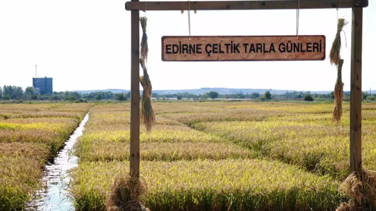 Edirne'de çeltik üretiminde kuraklık endişesi: 'Gerekirse Bulgaristan'dan isteyeceğiz'