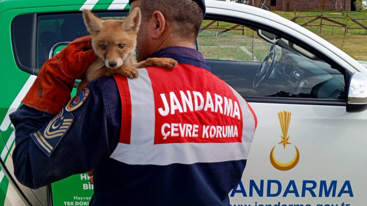 Jandarma tilki yavrusu buldu: Bakımı yapılıp doğaya salındı