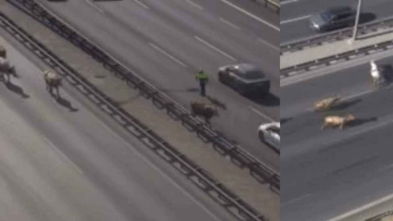 Avcılar'da otoyola çıkan inekler trafiği altüst etti