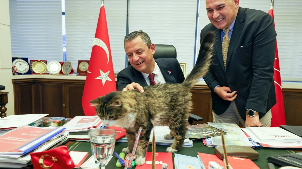 CHP'nin kedisi 'Şero' taburcu oldu