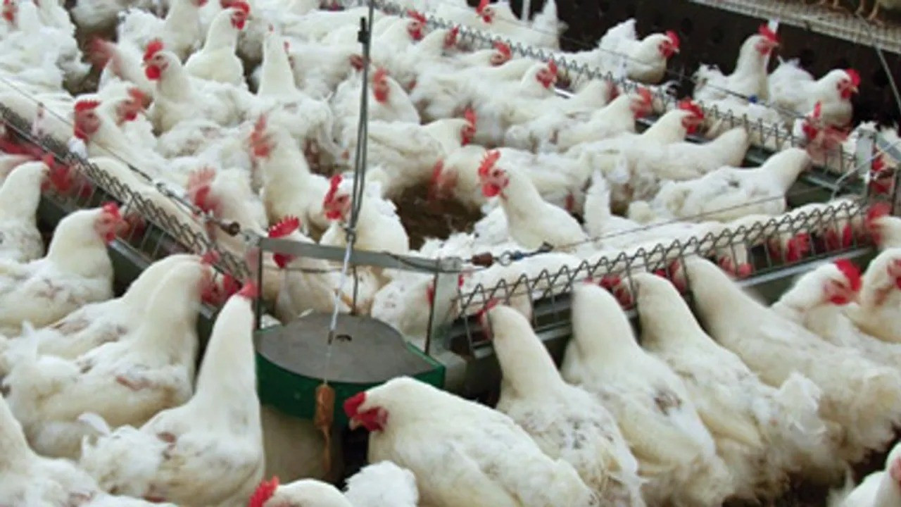 İstanbul'da beyaz et sorunu: 'Bayramda tavuk kesilmedi'