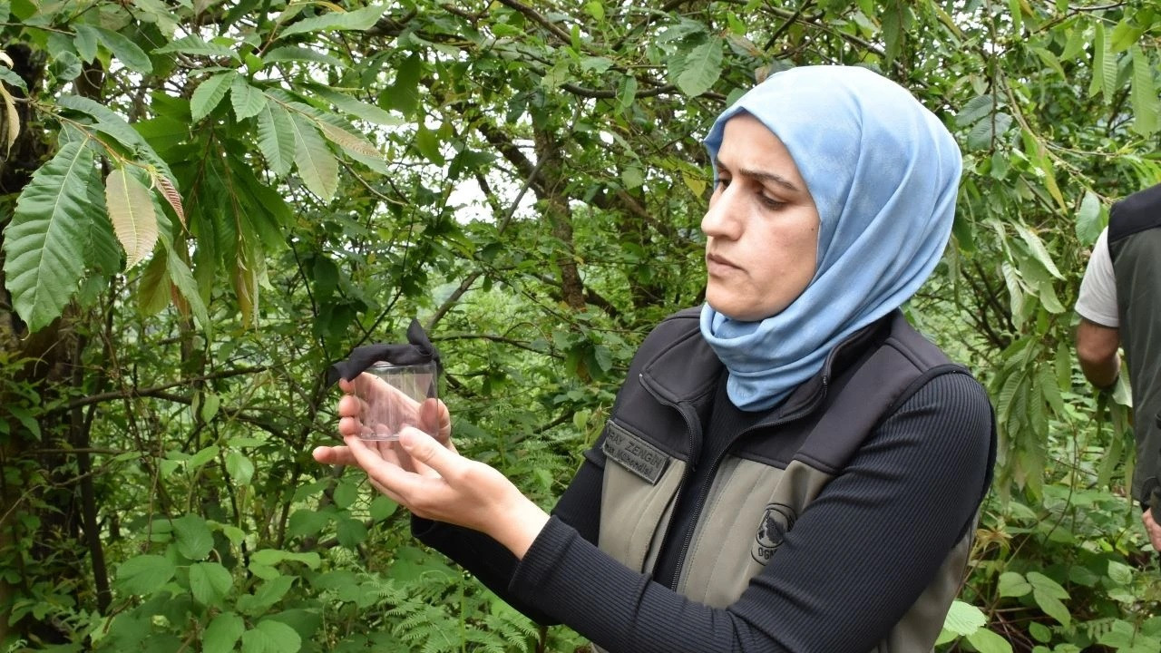 Giresun'da kestane ormanlarına faydalı böcek salındı