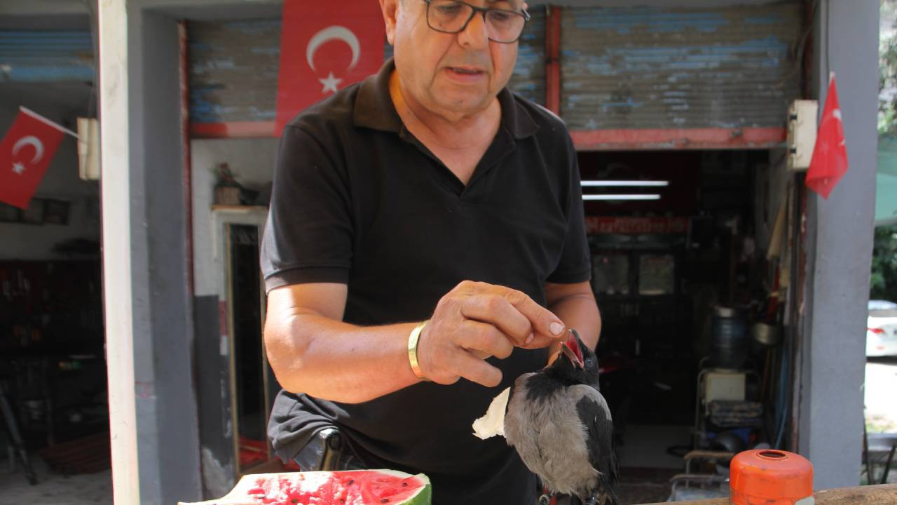 Antalya'da motosiklet tamircisi yavru kargayı elleriyle besliyor