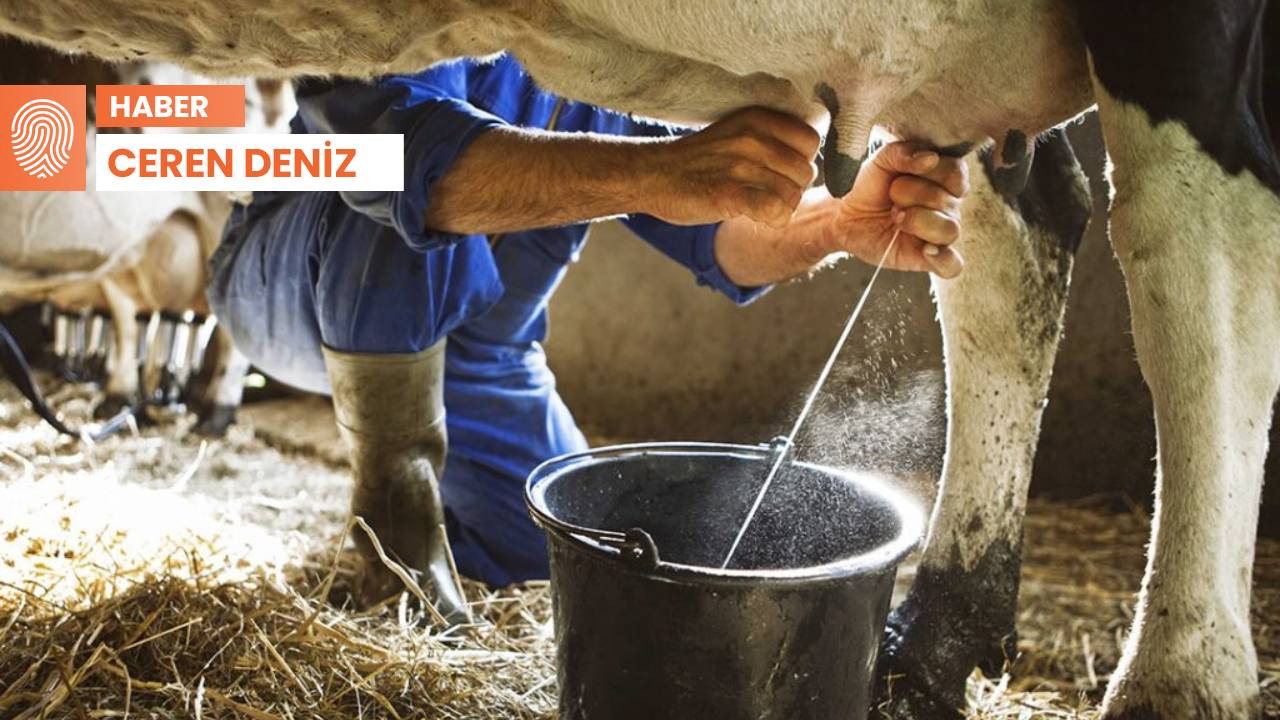 Dünya Süt Günü'nde sektör çare arıyor: 'Üretici biterse ne süt ne de et sorunu biter'