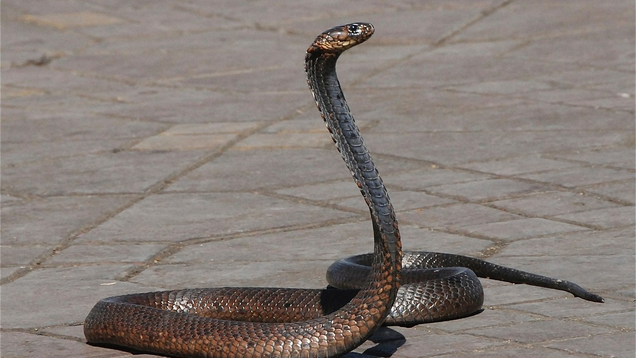 Kağıthane'de yılan görüldü: Şehir dışına götürüldü