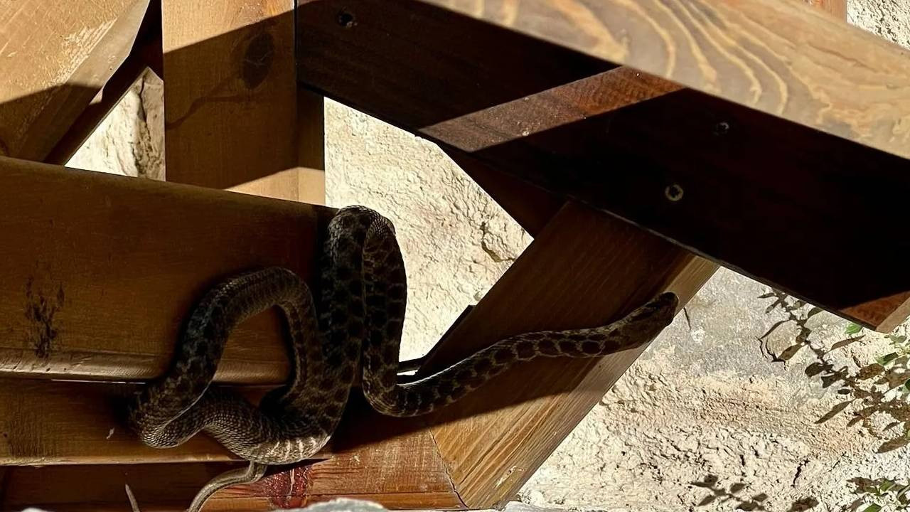 Elazığ'da tarihi cami avlusuna giren yılan itfaiye ekibince yakalandı