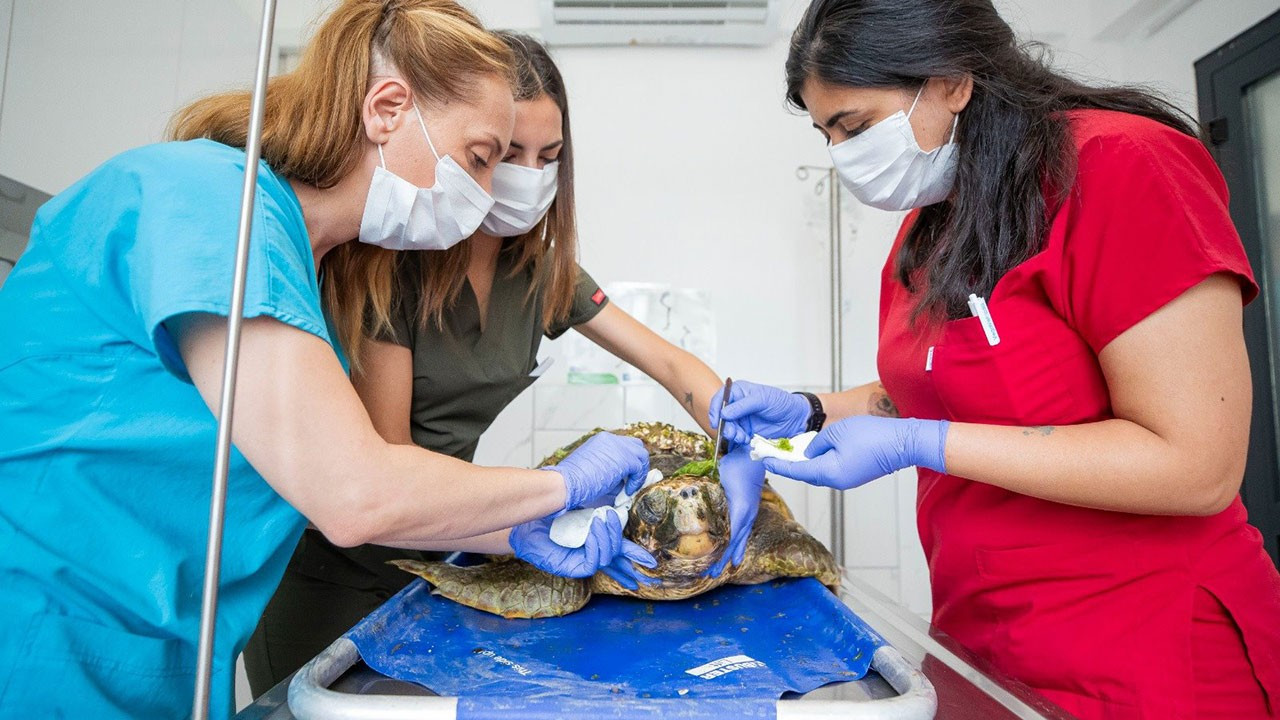 İzmir Körfezi’ndeki yaralı deniz kaplumbağası kurtarıldı