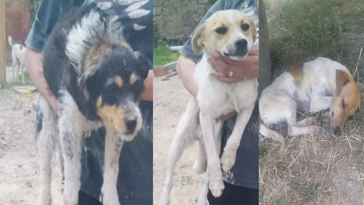 İzmir'de barınaktan iki köpek kayboldu iddiası: 'Onları bulun'