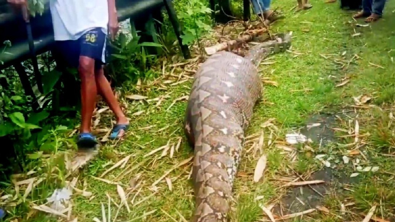 Endonezya'da 5 metrelik piton bir kadını yuttu