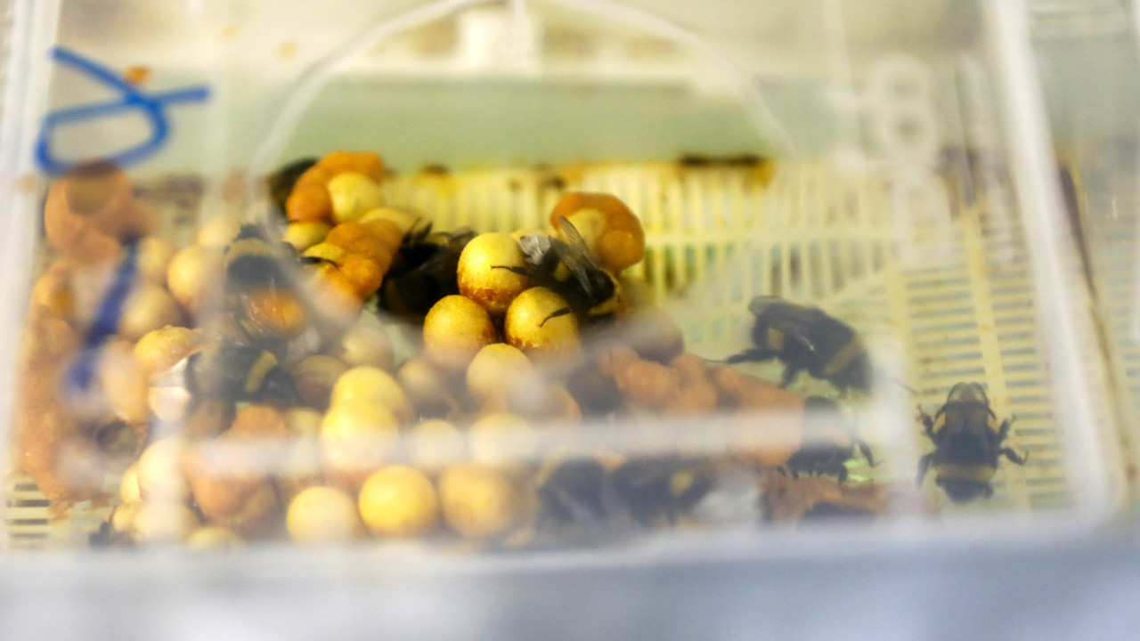 25 ülkeye bombus arısı ihraç ediliyor