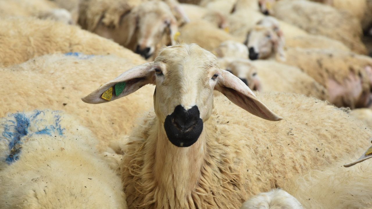 Balıkesir'de yangın çıkan çiftlikteki 52 koyun öldü