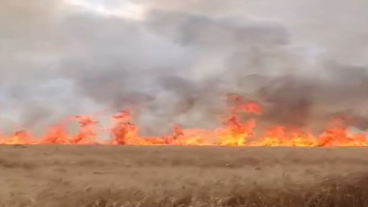 Mardin'de yaklaşık 5 bin dönüm yangınlardan zarar gördü