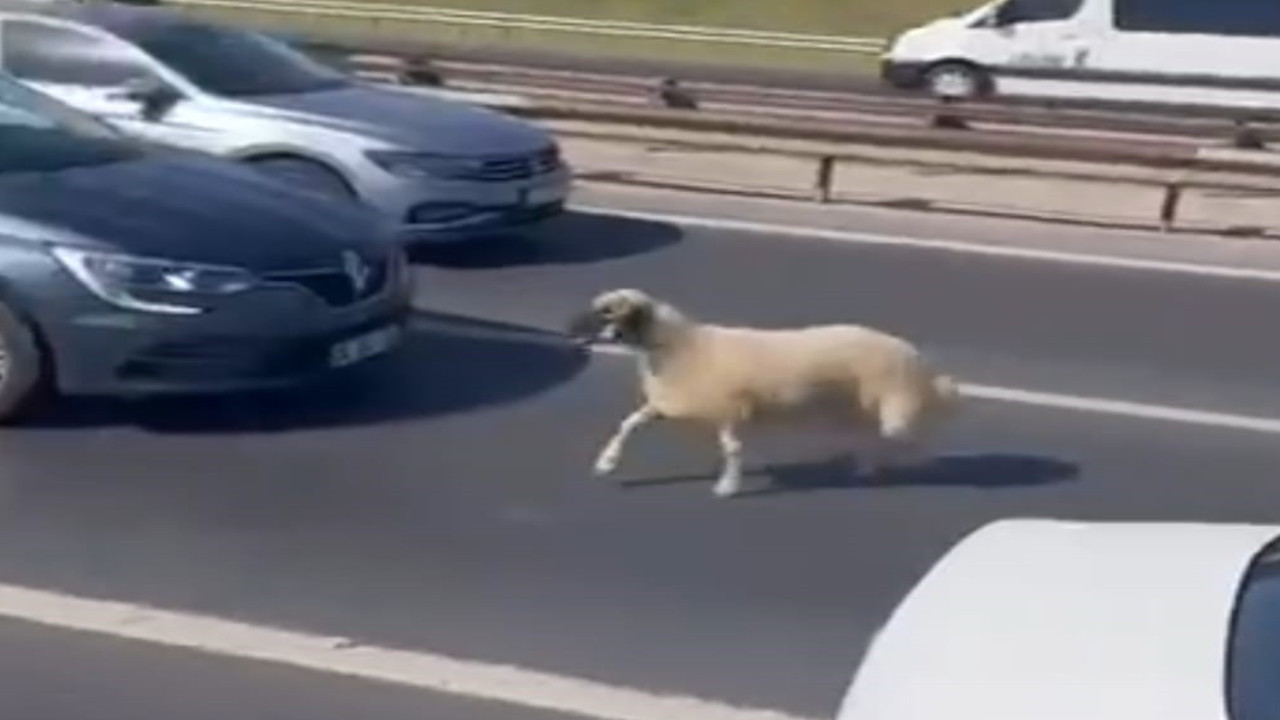 Kaçan koyun otoyolda trafiği karıştırdı
