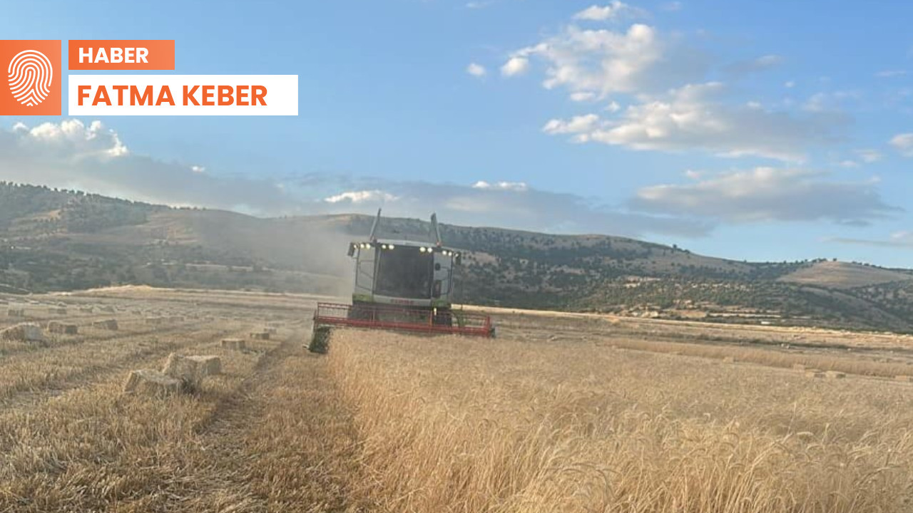Buğdayda taban fiyat tepkisi: Araziler satılıyor