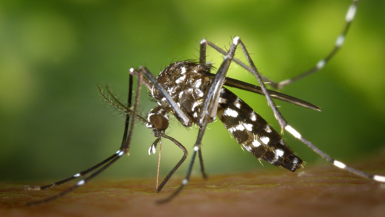 Avrupa Hastalık Önleme ve Kontrol Merkezi'nden sivrisinek uyarısı: Yayılıyor