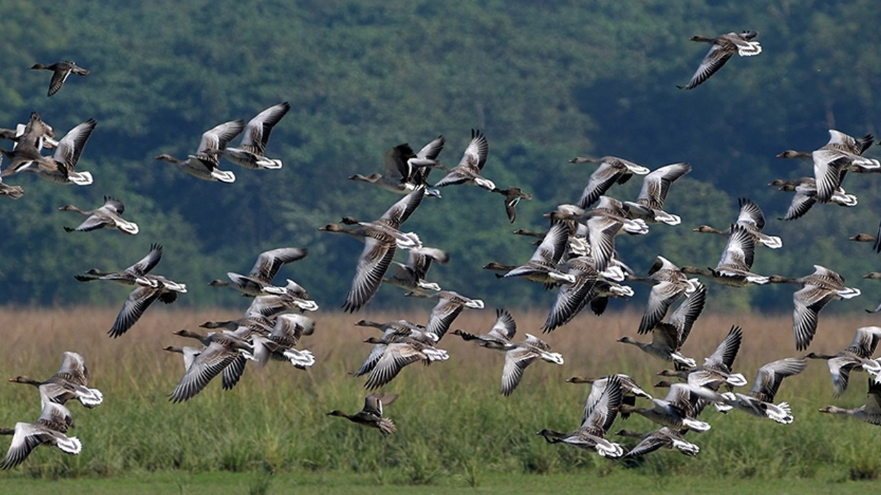 Göçmen kuşlar, binlerce kilometrede yönlerini nasıl buluyor?