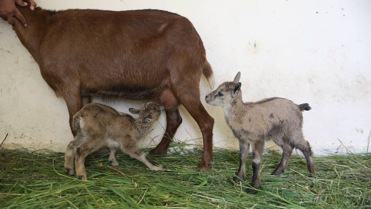 Hakkari'de 2 yaban keçisi yavrusu 'süt anne'yle hayata tutundu