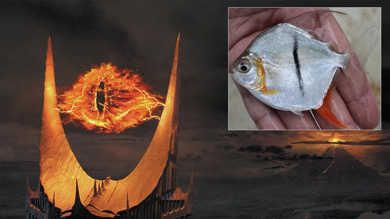 Amazon'da keşfedilen yeni pirana türüne 'Sauron' adı verildi