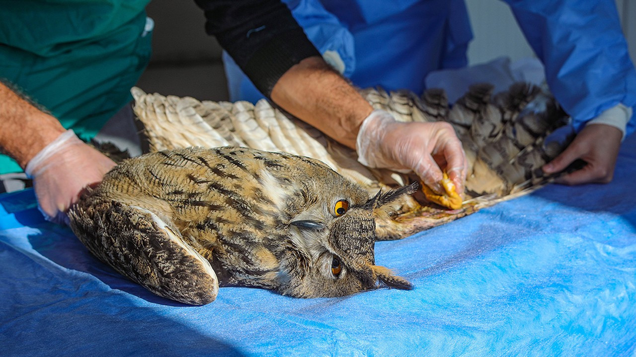 Balıkesir'de yaralı yaban hayvanları için tedavi merkezi kuruldu