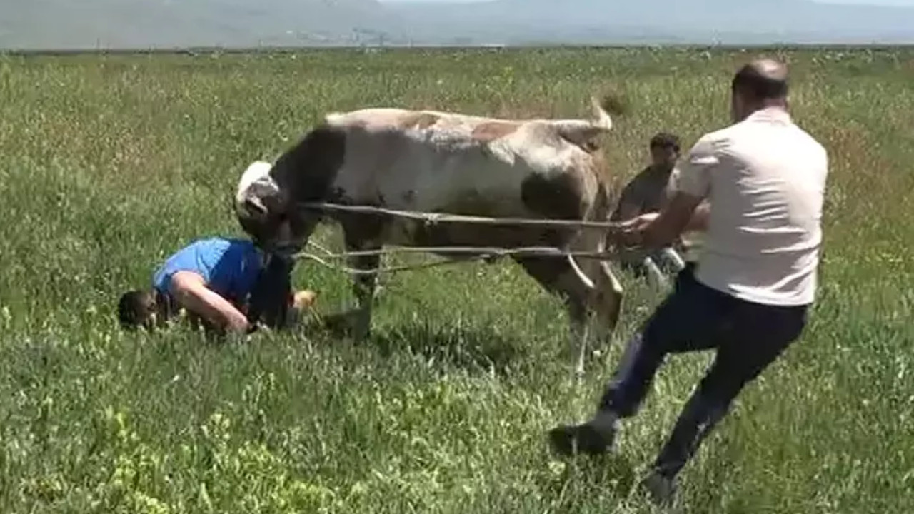 Erzurm'da kaçan kurbanlık boğaya uyuşturucu iğne de etki etmedi