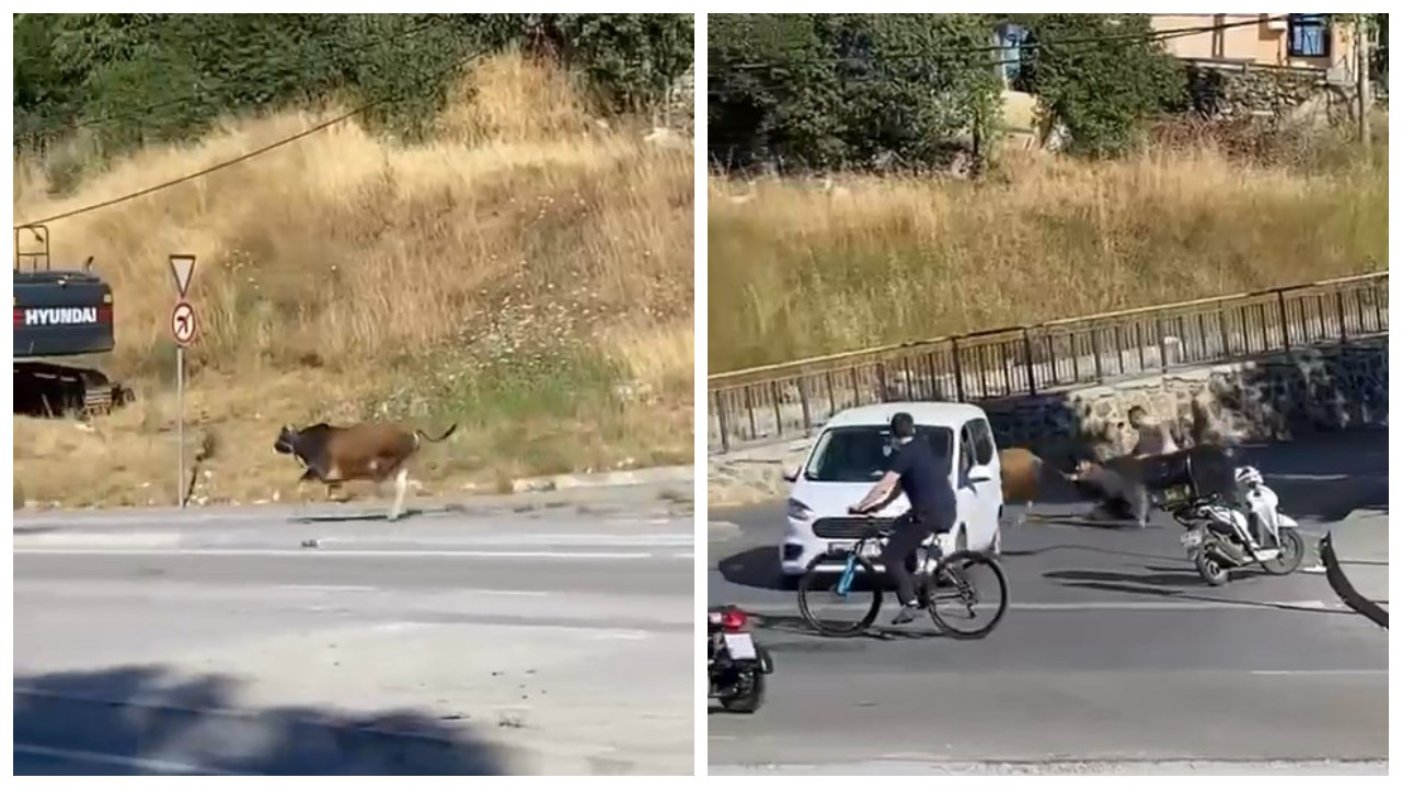 Maltepe'de sahibini yerde sürükleyen boğa kaçtı