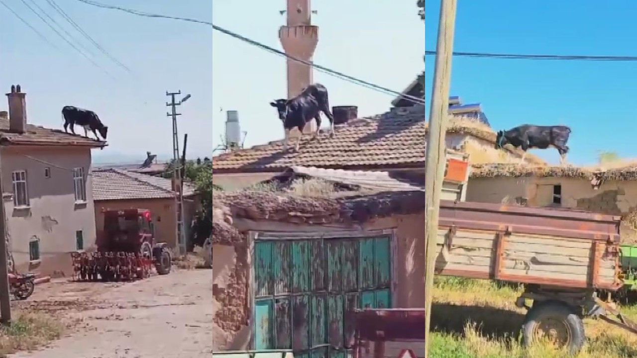 Sahibinden kaçan kurbanlık boğa çatıya çıktı