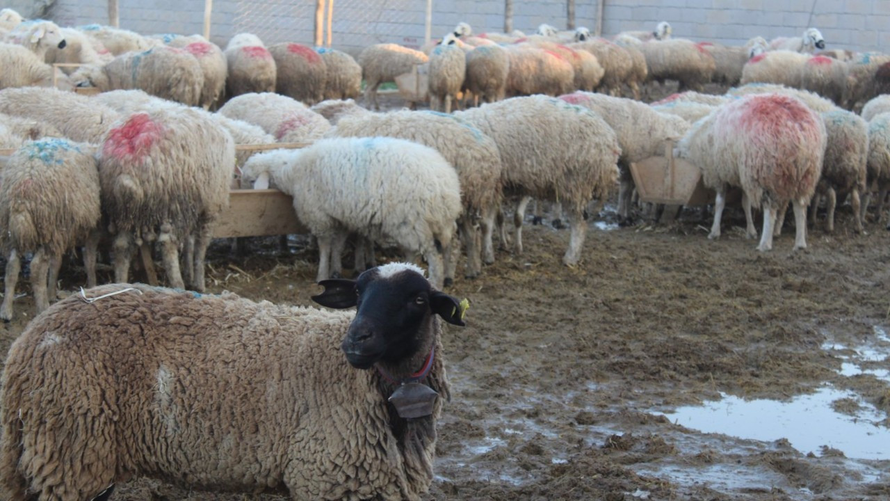 Bir koyun uçurumdan atladı, 27 koyun peşinden gitti