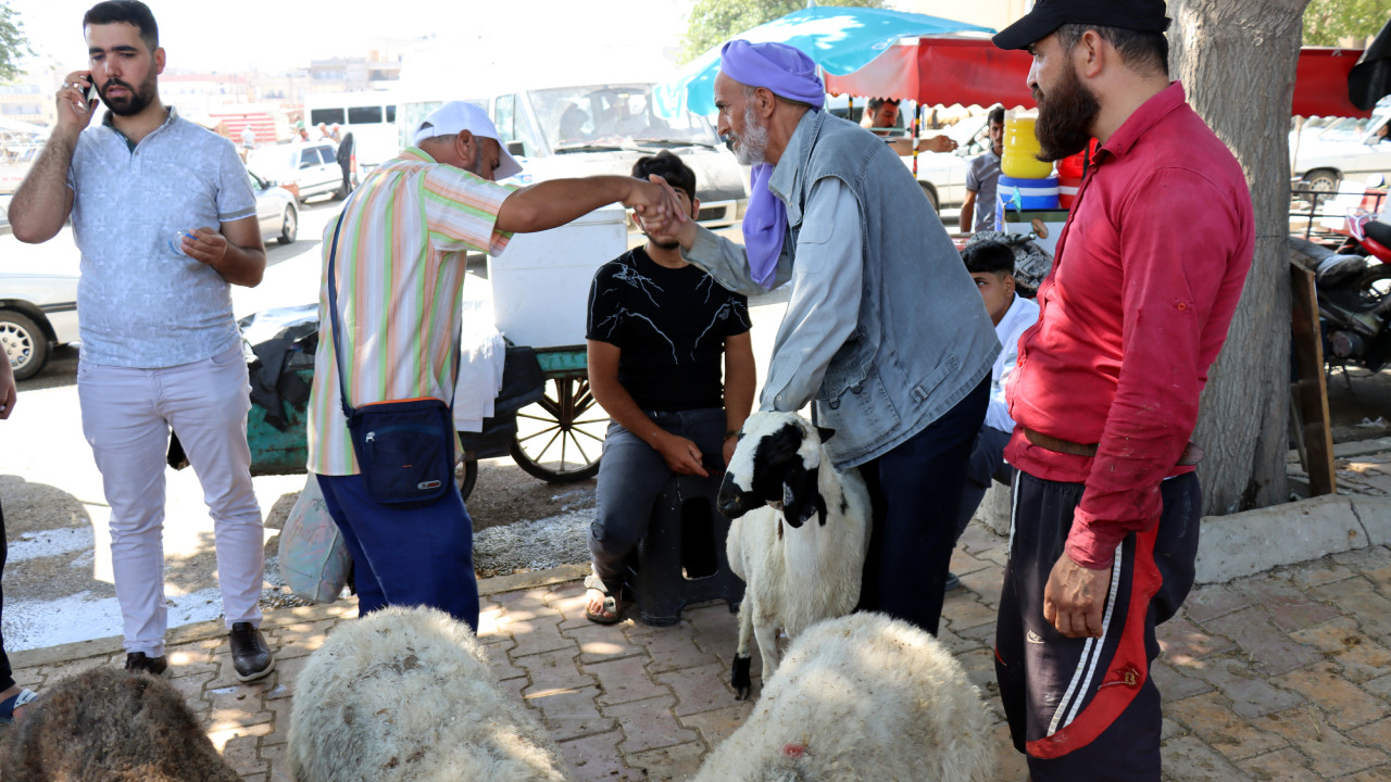 Urfa'da hayvan pazarlarındaki hareketlilik devam ediyor