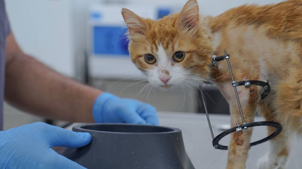 İzmir'de yaralı halde bulunan kedinin tedavisi devam ediyor 