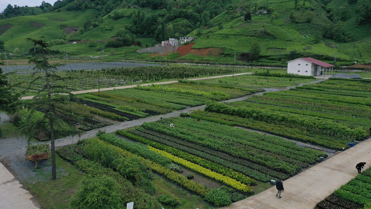 Of'ta kurulan 25 hektarlık fidanlıkta çeşit çeşit bitki üretiliyor