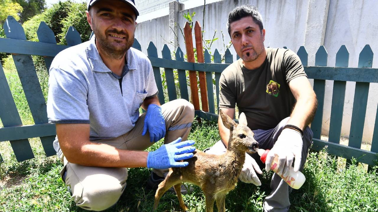Manisa’da ormanda bulunan yavru karaca korumaya alındı