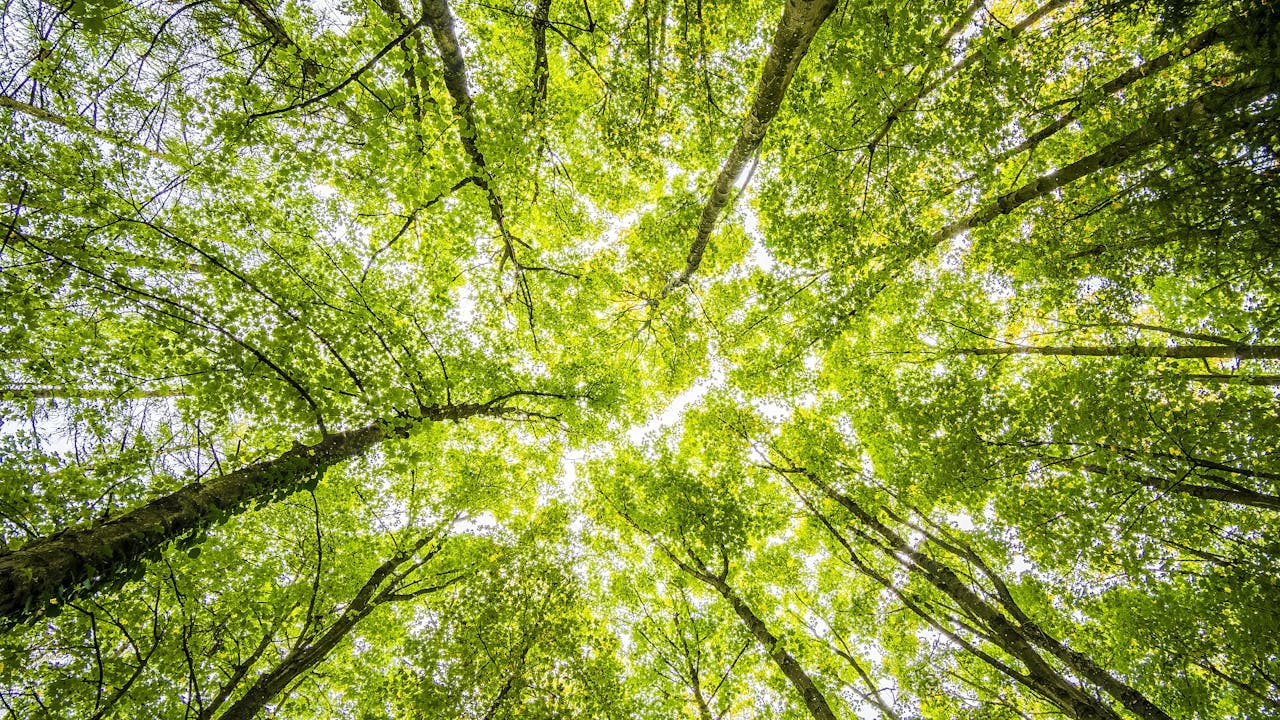 Nesneden özneye dönüşen doğa: Ormanlara yasal haklar verilebilir mi?