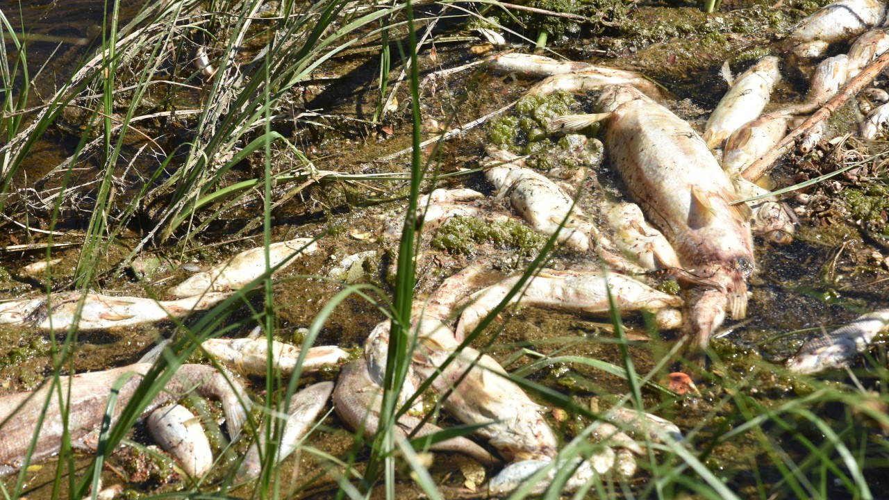 Kızılırmak'ta bu yıl da balık ölümleri başladı