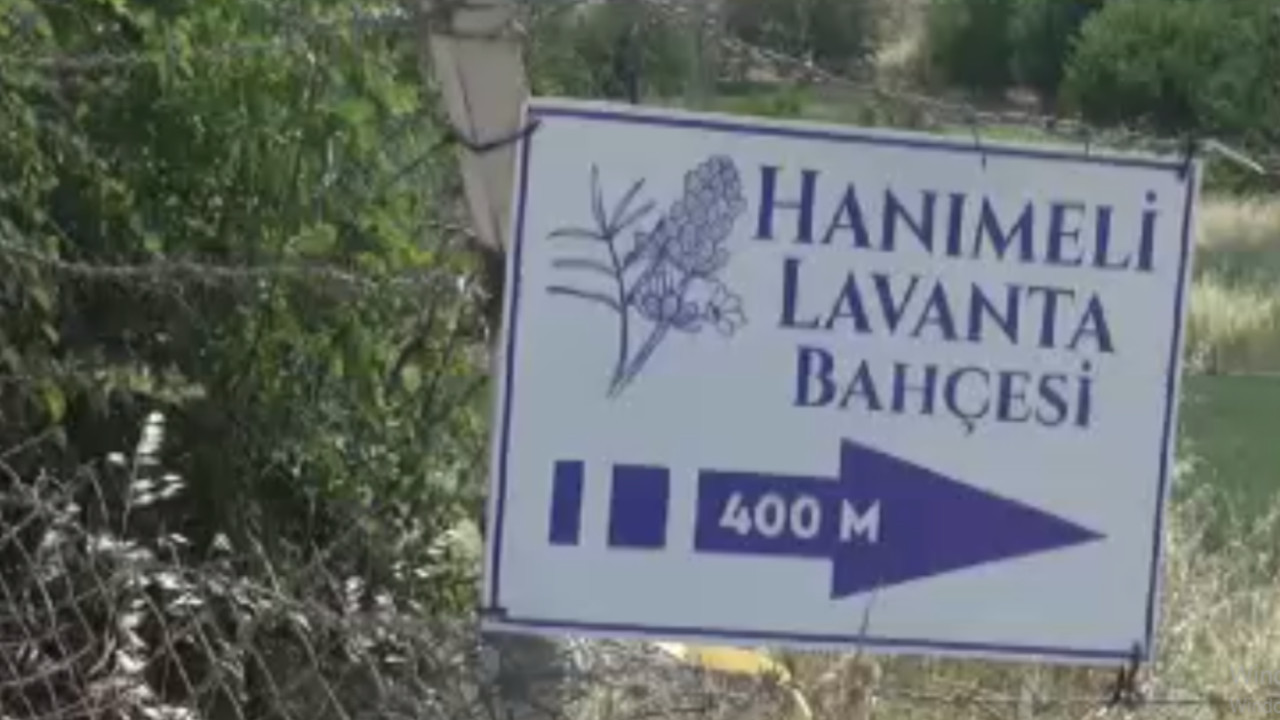 Kilis'te lavanta hasadı başladı