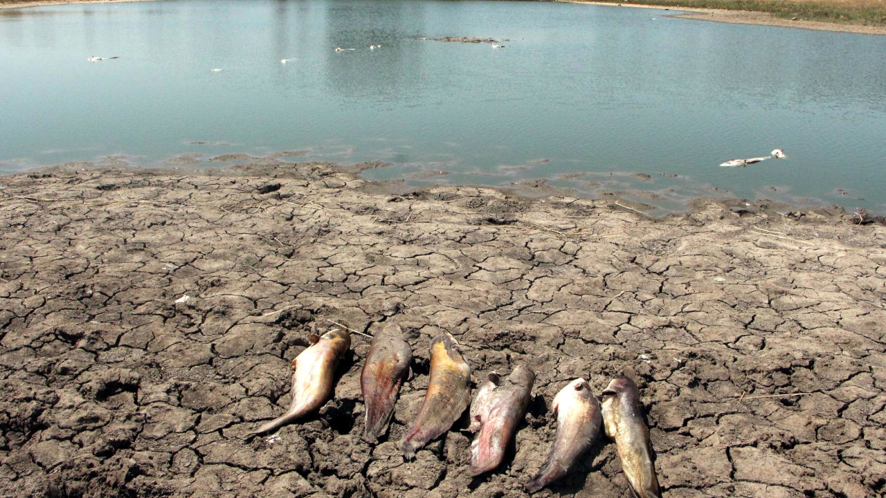 Edirne'de toplu balık ölümü: 'Tam bir katliam'